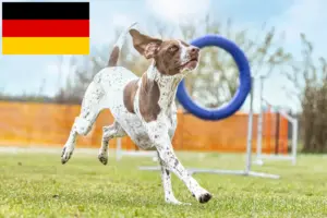 Read more about the article Almanya’da Braque français tipi Gascogne yetiştiricileri ve yavru köpekler
