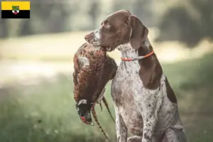 Read more about the article Saksonya-Anhalt’da Braque français tipi Gascogne yetiştiricileri ve köpek yavruları