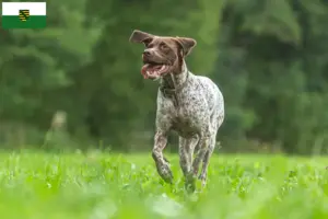 Read more about the article Saksonya’da Braque français tipi Gascogne yetiştiricileri ve köpek yavruları