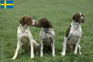 Read more about the article İsveç’te Braque français tipi Pyrénées yetiştiricileri ve yavru köpekler