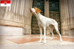 Read more about the article Brandenburg’da Braque Saint-Germain yetiştiricileri ve köpek yavruları