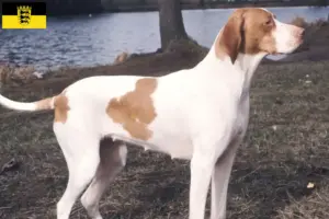 Read more about the article Baden-Württemberg’de Braque Saint-Germain yetiştiricileri ve köpek yavruları