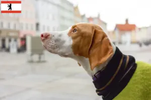 Read more about the article Berlin’de Braque Saint-Germain yetiştiricileri ve köpek yavruları