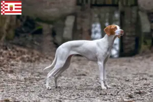 Read more about the article Bremen’de Braque Saint-Germain yetiştiricisi ve köpek yavruları