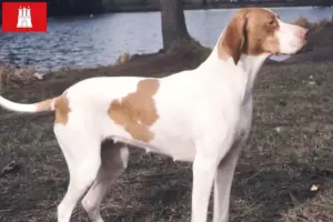Read more about the article Hamburg’da Braque Saint-Germain yetiştiricileri ve köpek yavruları