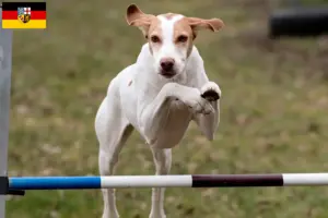 Read more about the article Saarland’da Braque Saint-Germain yetiştiricileri ve köpek yavruları