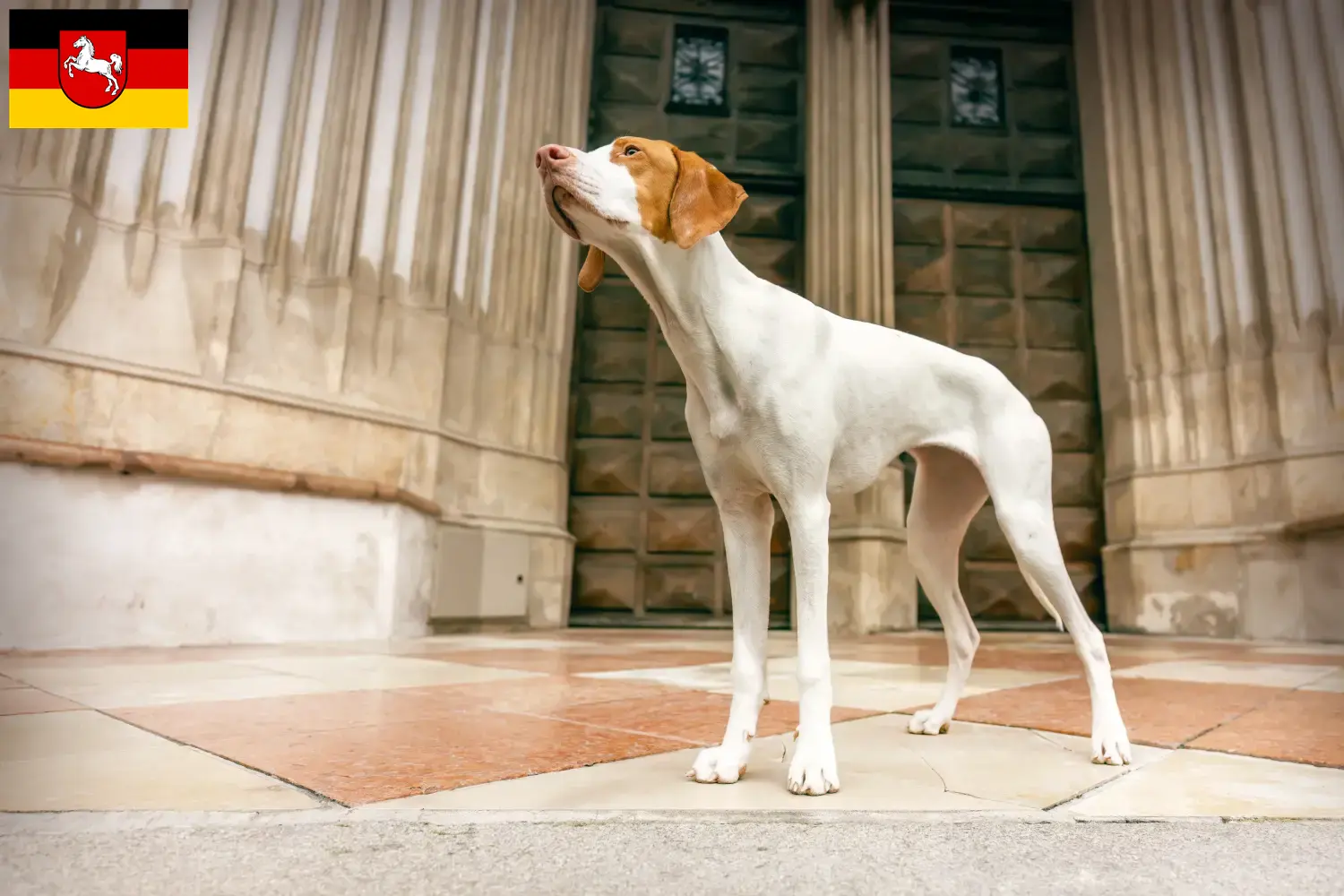 Read more about the article Aşağı Saksonya’da Braque Saint-Germain yetiştiricileri ve köpek yavruları