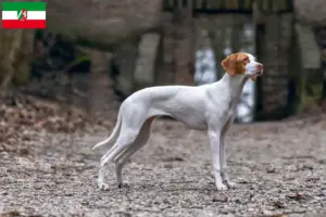 Read more about the article Kuzey Ren-Vestfalya’da Braque Saint-Germain yetiştiricileri ve köpek yavruları