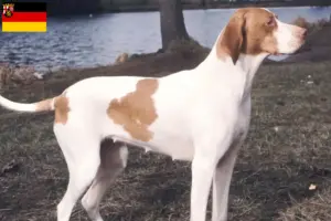 Read more about the article Rheinland-Pfalz’da Braque Saint-Germain yetiştiricileri ve köpek yavruları