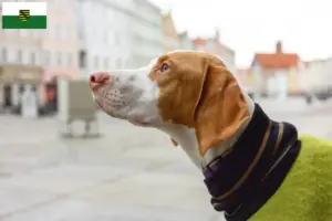 Read more about the article Saksonya’da Braque Saint-Germain yetiştiricileri ve köpek yavruları