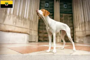 Read more about the article Saksonya-Anhalt’da Braque Saint-Germain yetiştiricileri ve köpek yavruları
