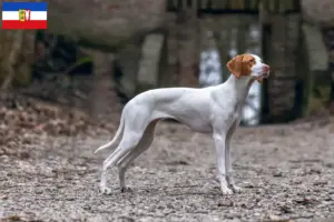 Read more about the article Schleswig-Holstein’da Braque Saint-Germain yetiştiricileri ve köpek yavruları