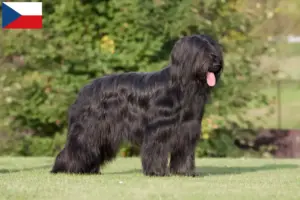 Read more about the article Çek Cumhuriyeti’ndeki Briard yetiştiricileri ve yavru köpekler