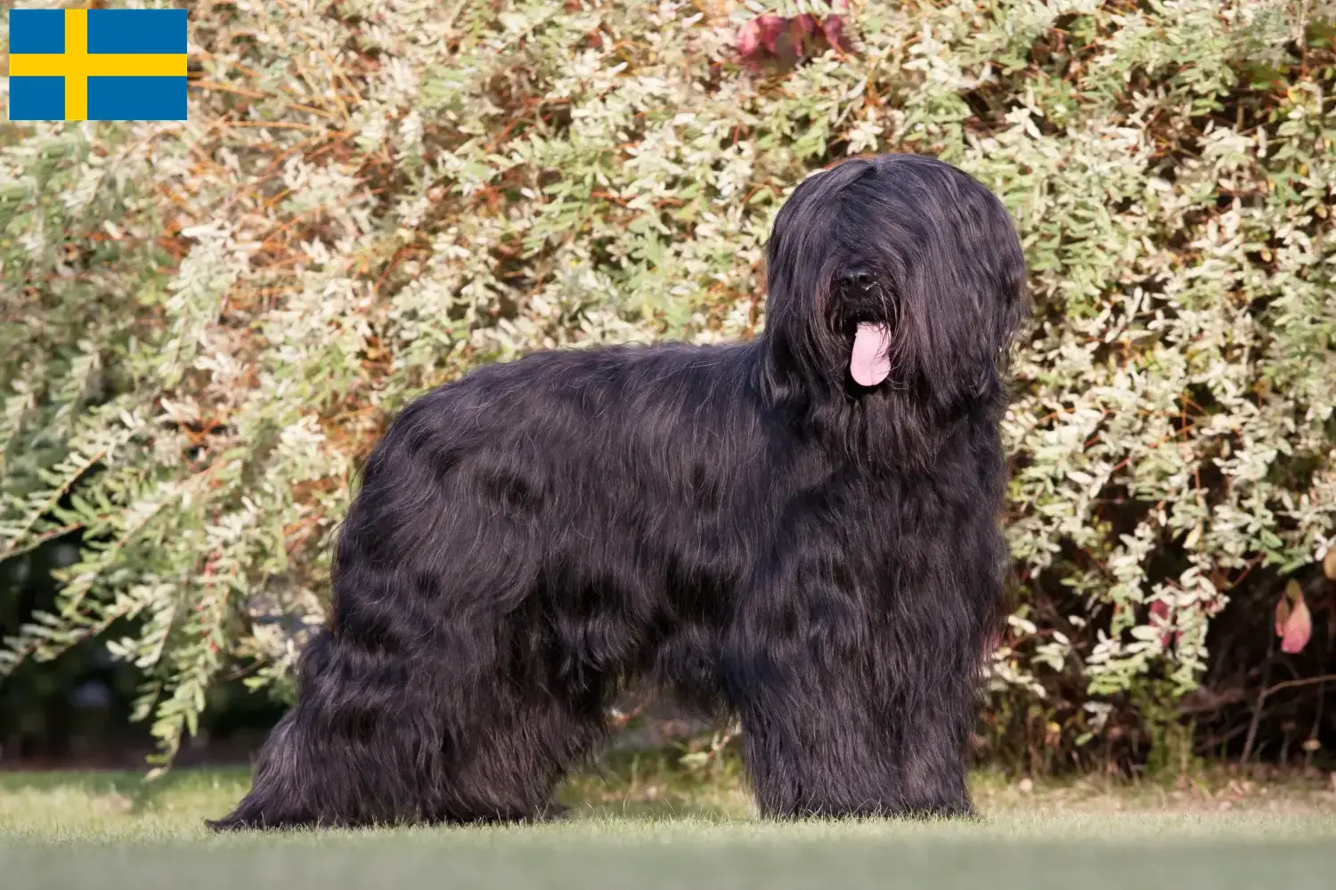 Read more about the article İsveç’te Briard yetiştiricileri ve köpek yavruları