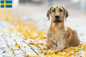 Read more about the article İsveç’te Broholm yetiştiricileri ve köpek yavruları