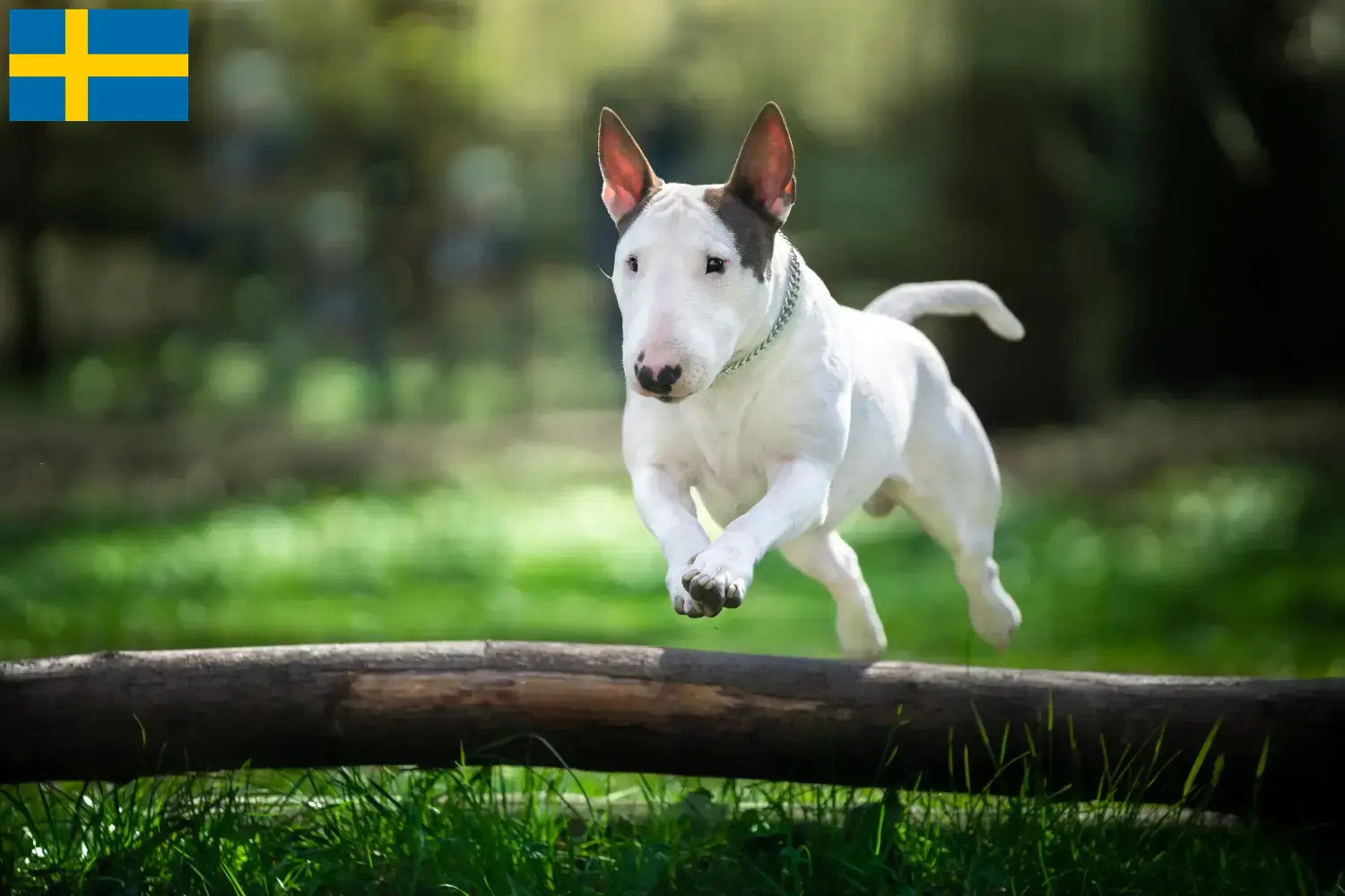 Read more about the article İsveç’te Bull Terrier yetiştiricileri ve köpek yavruları