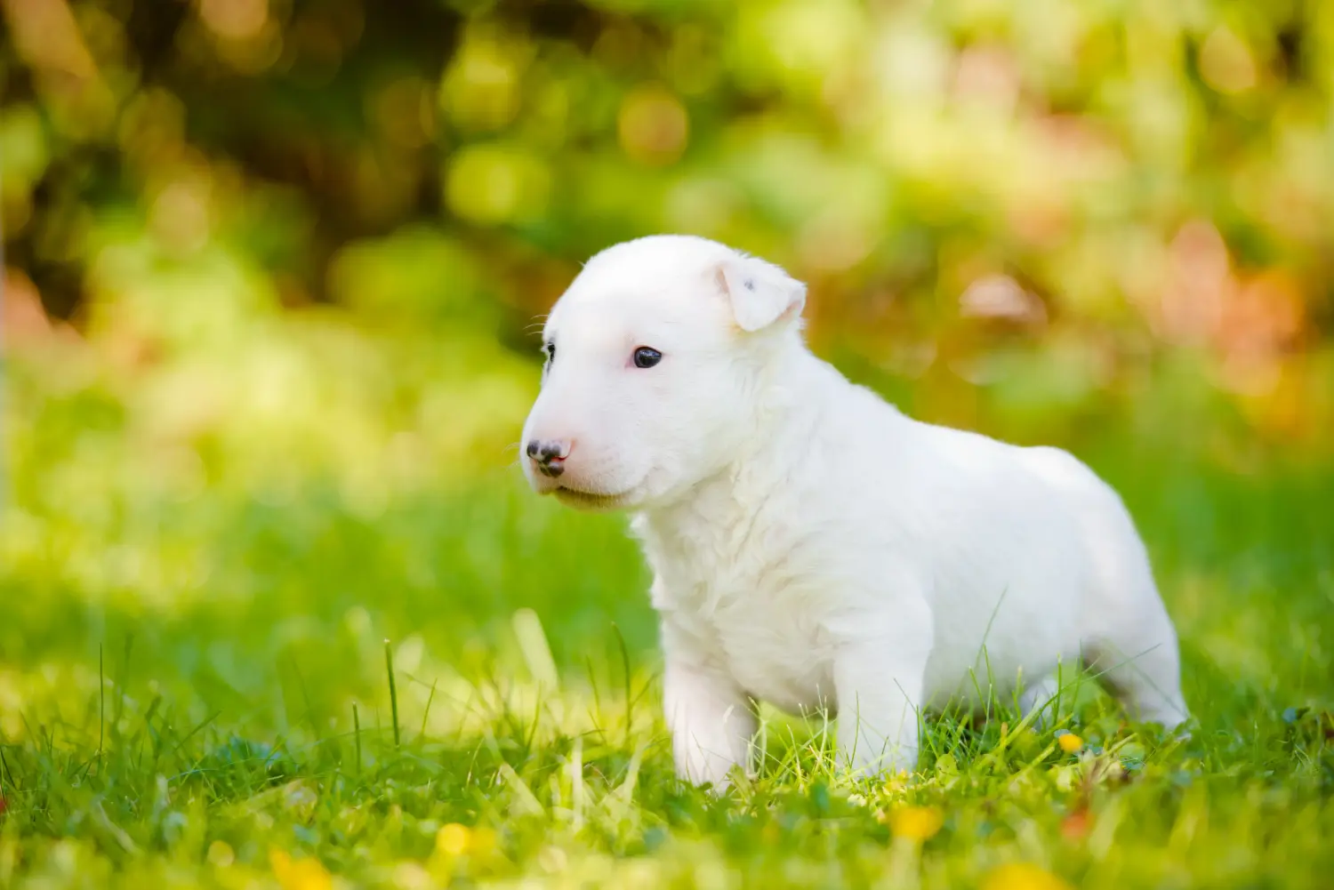 Bull Terrier yavrusu satın almak sorumluluk almak demektir! Bull Terrier yavruları satın alın.