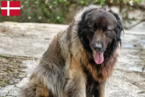Read more about the article Danimarka’da Cão Da Serra Da Estrela yetiştiricileri ve köpek yavruları