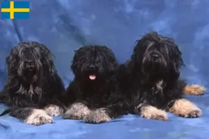 Read more about the article İsveç’te Cão da Serra de Aires yetiştiricileri ve köpek yavruları