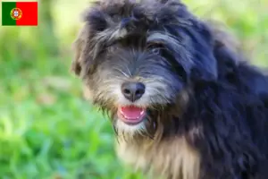 Read more about the article Portekiz’de Cão da Serra de Aires yetiştiricileri ve köpek yavruları