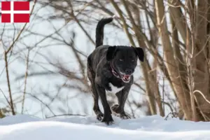 Read more about the article Danimarka’da Cão Fila de São Miguel yetiştiricileri ve köpek yavruları