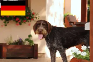 Read more about the article Almanya’daki Český fousek yetiştiricileri ve yavru köpekler