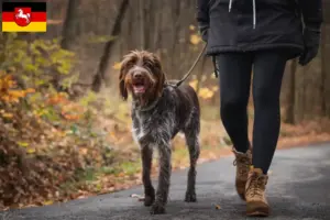 Read more about the article Aşağı Saksonya’da Český fousek yetiştiricileri ve köpek yavruları