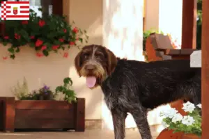 Read more about the article Bremen’de Český fousek yetiştiricileri ve köpek yavruları