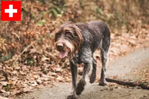 Read more about the article İsviçre’de Český fousek yetiştiricileri ve yavru köpekler