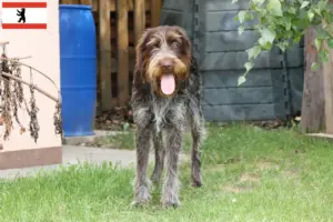 Read more about the article Berlin’de Český fousek yetiştiricileri ve yavru köpekler