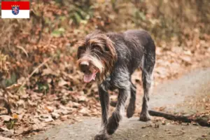 Read more about the article Hessen’de Český fousek yetiştiricileri ve köpek yavruları