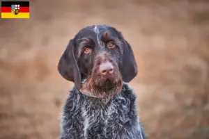 Read more about the article Saarland’da Český fousek yetiştiricileri ve köpek yavruları
