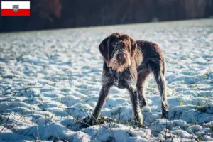 Read more about the article Thüringen’de Český fousek yetiştiricileri ve köpek yavruları