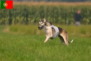 Read more about the article Portekiz’deki Chart Polski yetiştiricileri ve yavru köpekler