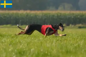Read more about the article İsveç’teki Chart Polski yetiştiricileri ve yavru köpekler