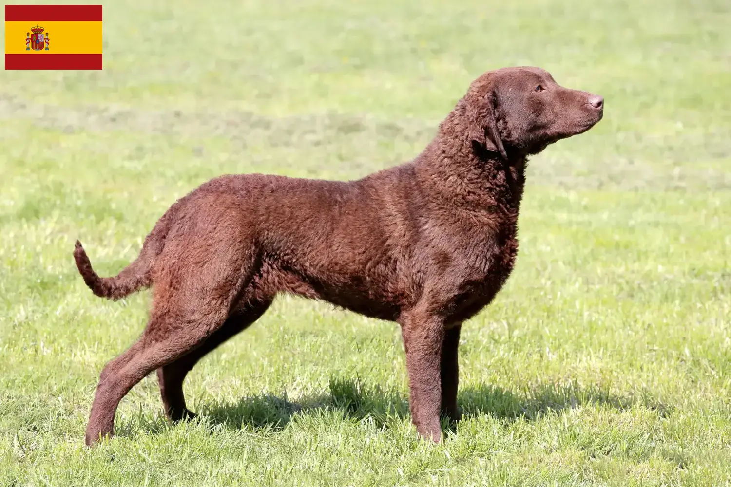 Chesapeake Bay Retriever yavruları ve yetiştiricileri İspanya İspanya'daki Chesapeake Bay Retriever yetiştiricilerini bulun.