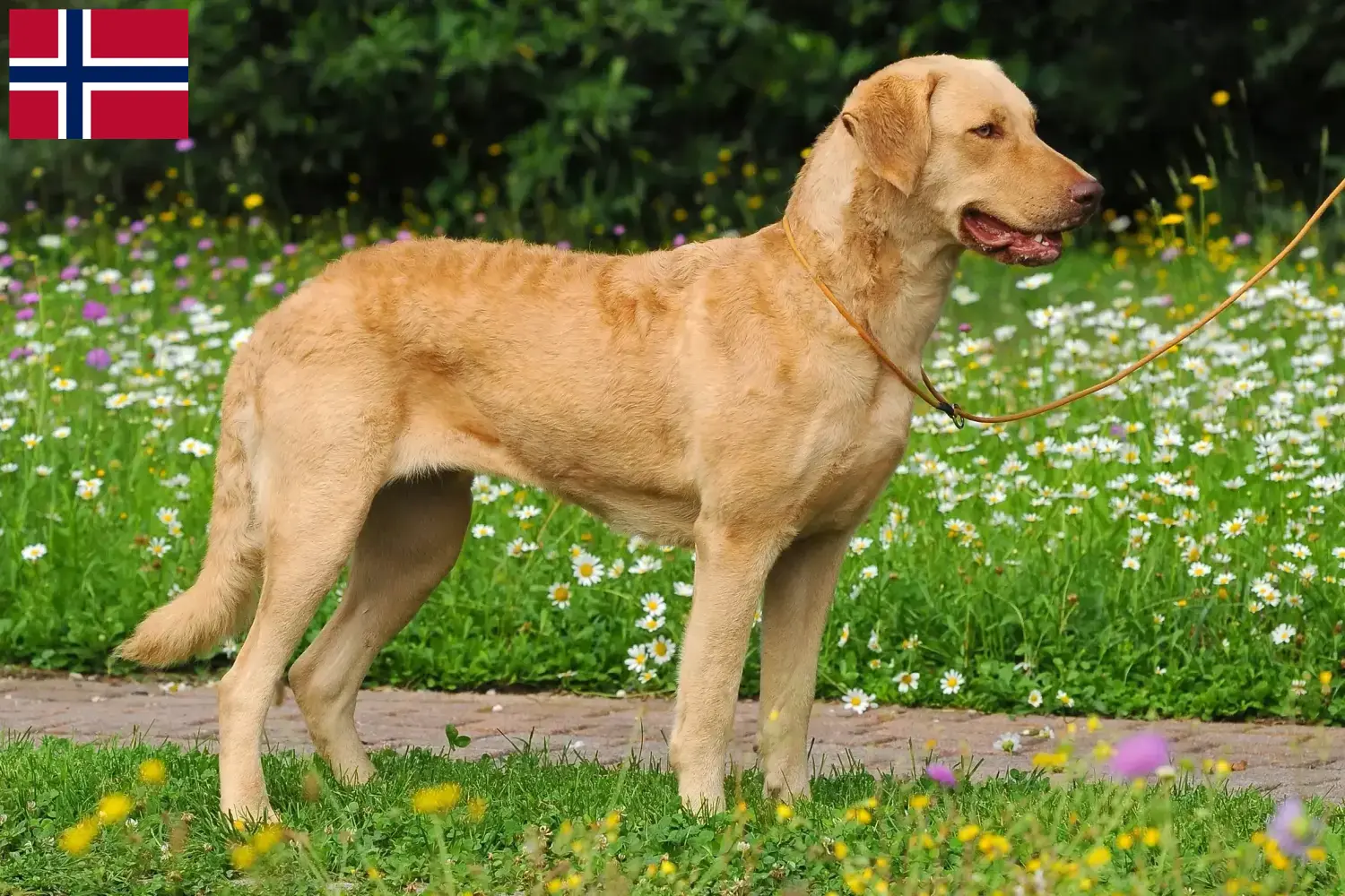 Read more about the article Norveç’te Chesapeake Bay Retriever yetiştiricileri ve köpek yavruları