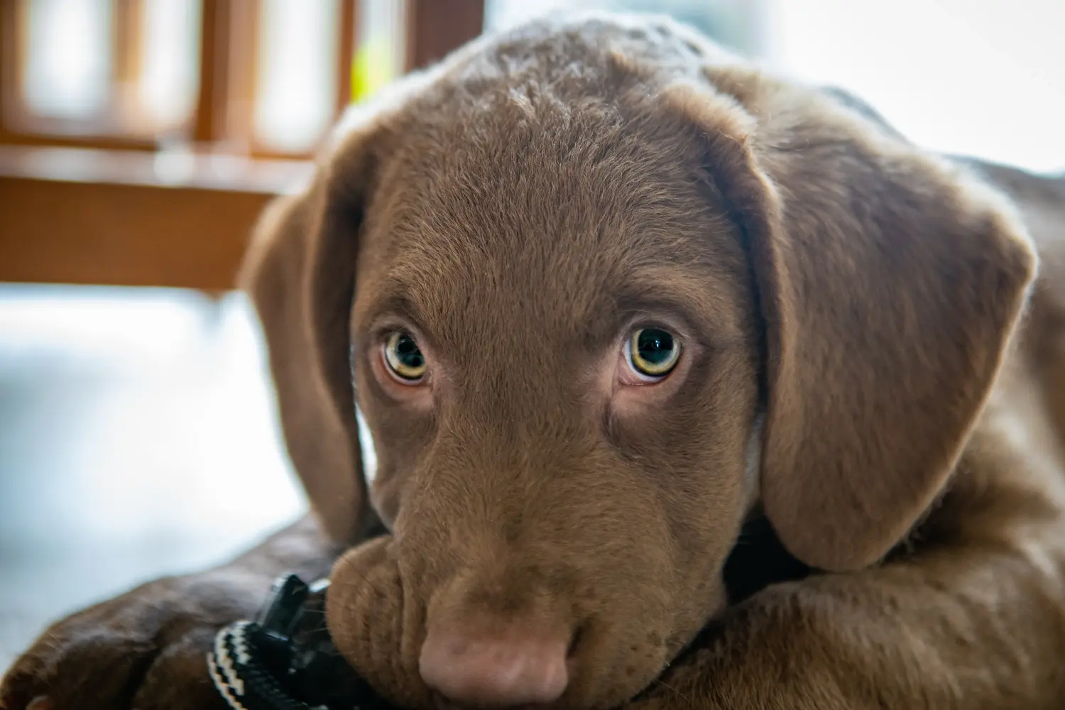Bir Chesapeake Bay Retriever yavrusu satın almak sorumluluk almak demektir! Chesapeake Bay Retriever yavru köpek satın alın.