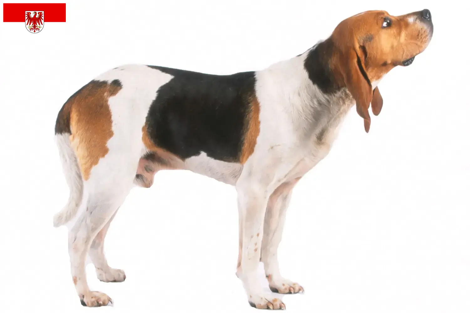 Read more about the article Brandenburg’da Chien d’Artois yetiştiricileri ve köpek yavruları