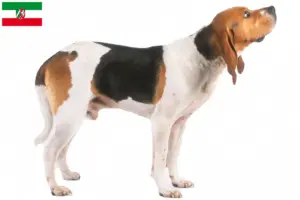 Read more about the article Kuzey Ren-Vestfalya’daki Chien d’Artois yetiştiricileri ve köpek yavruları