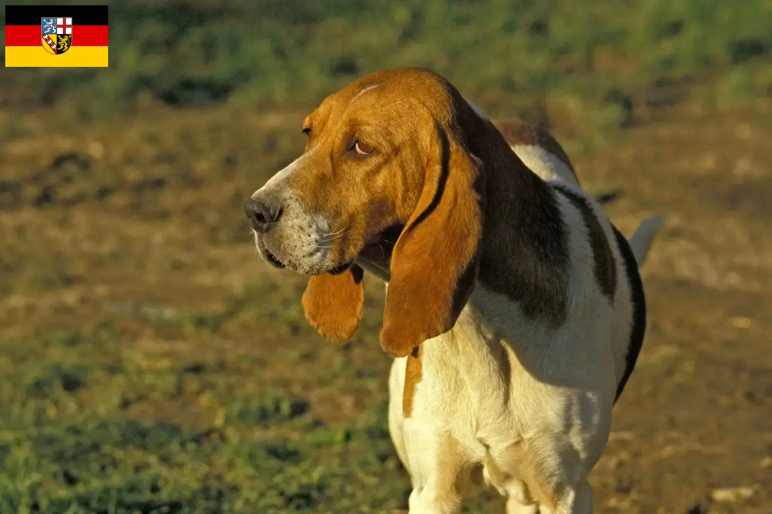 Read more about the article Saarland’da Chien d’Artois yetiştiricileri ve köpek yavruları