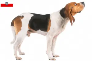 Read more about the article Thüringen’deki Chien d’Artois yetiştiricileri ve köpek yavruları