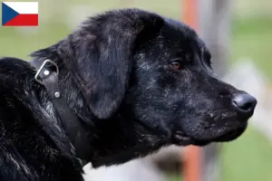 Read more about the article Çek Cumhuriyeti’nde Chien de Castro Laboreiro yetiştiricileri ve yavru köpekler