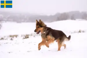 Read more about the article İsveç’te Chodský pes yetiştiricileri ve yavru köpekler