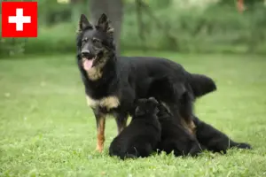 Read more about the article İsviçre’de Chodský pes yetiştiricileri ve yavru köpekler