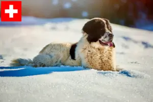 Read more about the article İsviçre’de Ciobănesc Românesc de Bucovina yetiştiricileri ve köpek yavruları