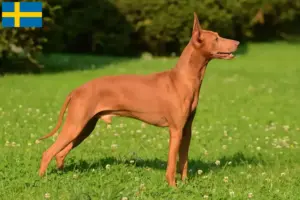 Read more about the article İsveç’te Cirneco dell’ Etna yetiştiricileri ve köpek yavruları