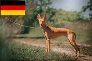 Read more about the article Almanya’daki Cirneco dell’ Etna yetiştiricileri ve köpek yavruları