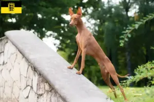 Read more about the article Baden-Württemberg’de Cirneco dell’ Etna yetiştiricileri ve köpek yavruları