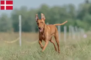 Read more about the article Danimarka’da Cirneco dell’ Etna yetiştiricileri ve köpek yavruları